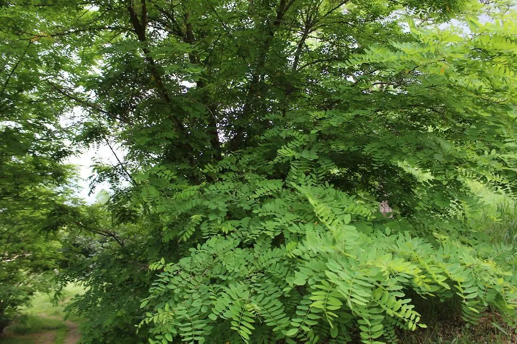 Vila Fattoria Tabarrino Arezzo Farma